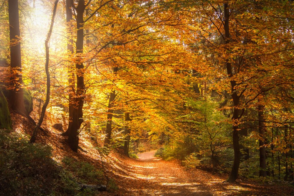 chemin forêt rayon lumière