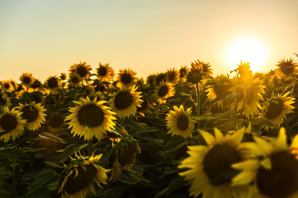 tournesol