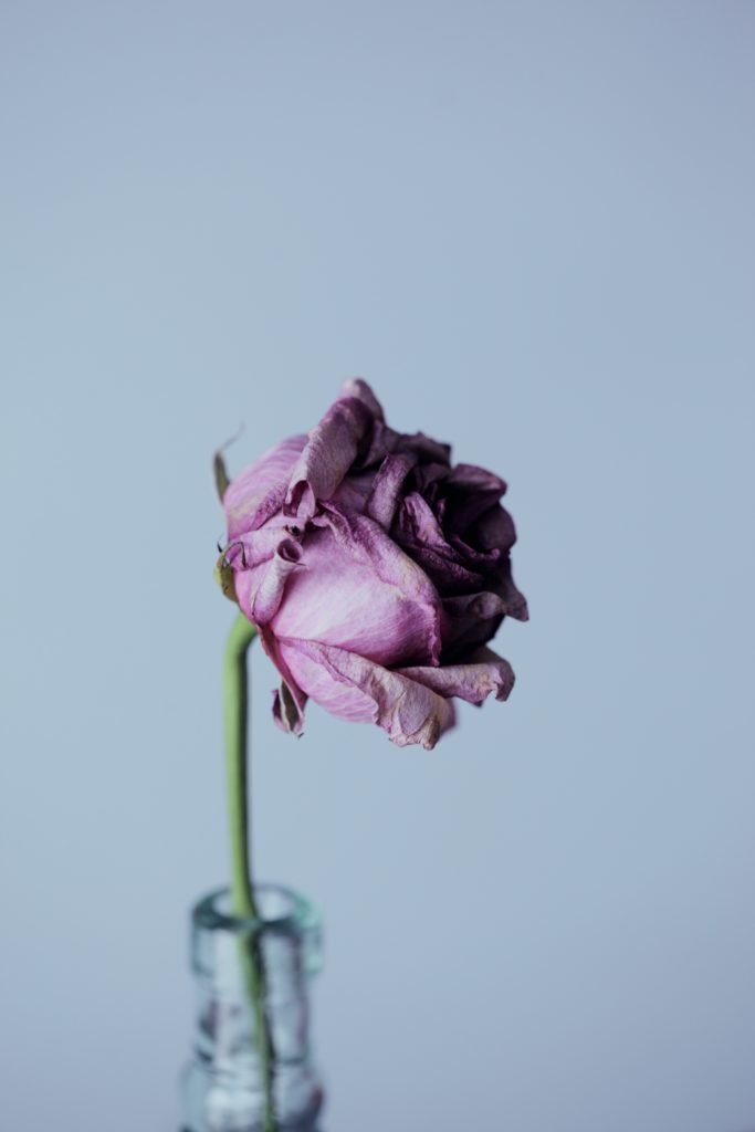 image rose mauve